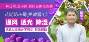 花期防灰霉，关键看3点
