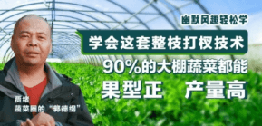 90%的大棚蔬菜都能国型正 产量高